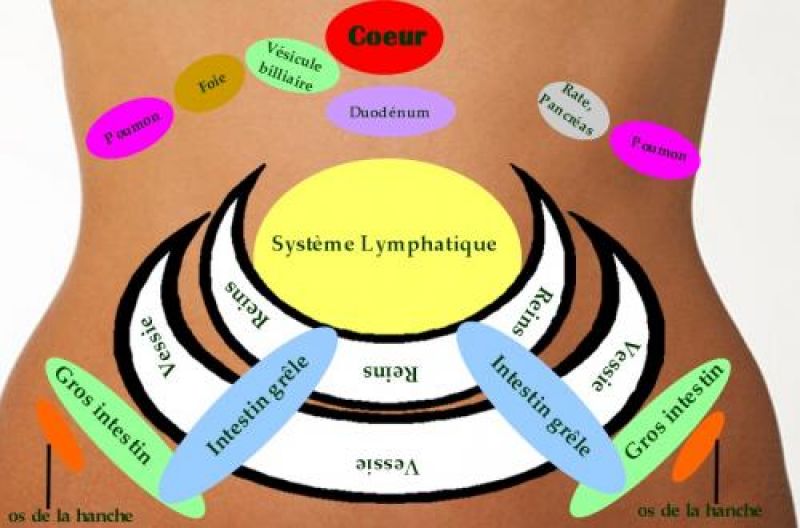 Abdomen-organes-2